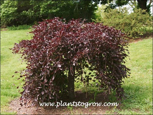 Weeping Purple Beech (Fagus sylvatica purpurea pendula)